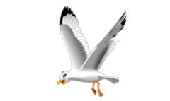 小海鸥变得勤劳了